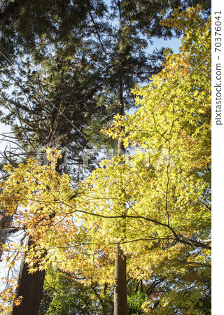 大千寺的秋葉 70376041