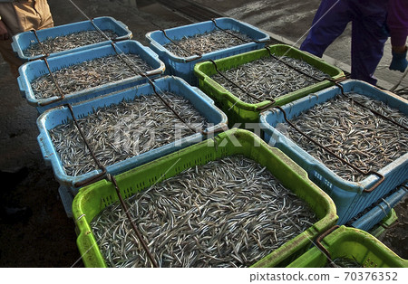 Girl child fishing Onagawa Port Girl child fishing Onagawa Port 70376352