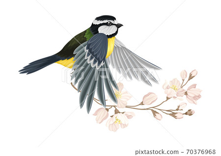 Great Tit with Black Head and Yellow Body Flying Towards Apple Blossom Branch Vector Illustration 70376968