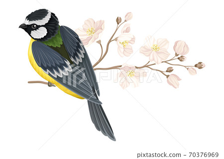 Garden Tit Perching on Branch with Apple Blossom Vector Illustration Garden Tit Perching on Branch with Apple Blossom Vector Illustration 70376969