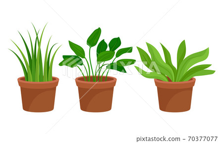 Flowers and Plants Growing in Ceramic Pots... - Stock Illustration ...