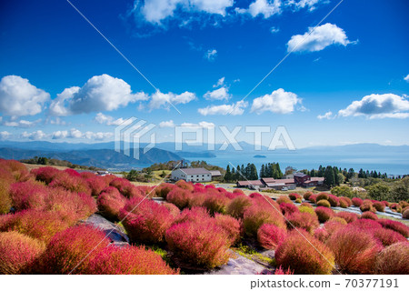 Lake Biwa can be seen beyond the red Kokia at - Stock Photo