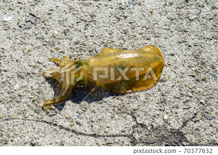 AOLIICA AOLIICA 70377632
