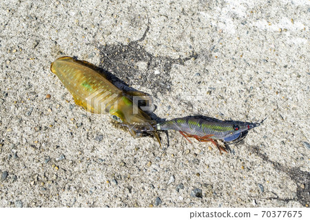 Egging Aori魷魚 70377675
