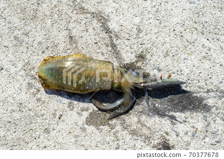 Egging Aori squid Egging Aori squid 70377678