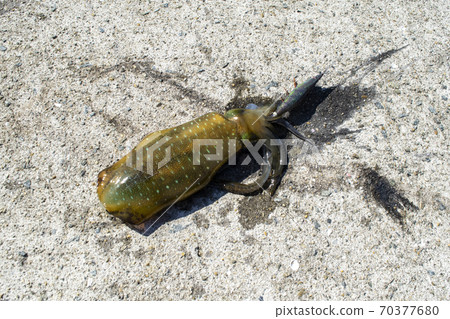 Egging Aori squid Egging Aori squid 70377680