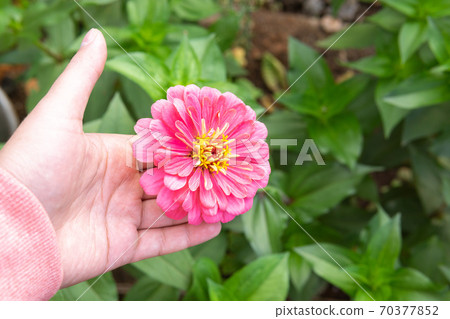 pink flower of Zinnia elegans youth-and-age, common zinnia or elegant zinnia. 70377852