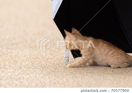 Kitten under a parasol Kitten under a parasol 70377909