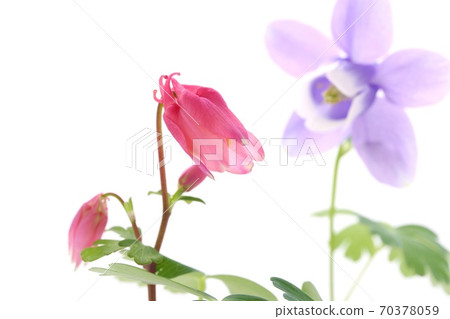 Aquilegia flabella Miyama Odamaki blue and red flowers white background Aquilegia flabella Miyama Odamaki blue and red flowers white background 70378059