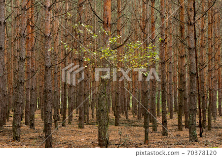 Bright green tree among pine forest. Tall young trunks of pine seems like wall. 70378120
