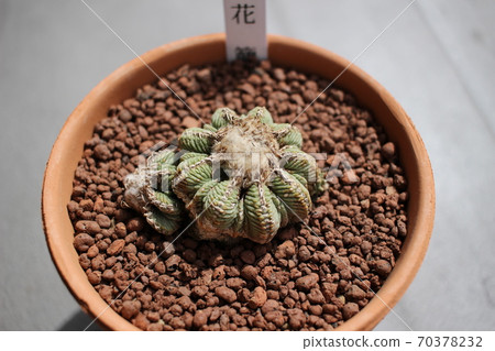 Aztecium Ritteri花籃仙人掌 70378232