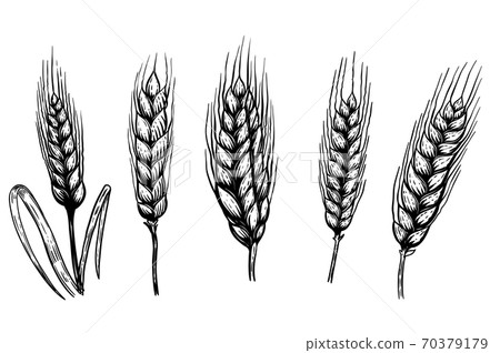Set of hand drawn wheat illustrations isolated on white background. Design element for logo, label, emblem, sign. Set of hand drawn wheat illustrations isolated on white background. Design element for logo, label, emblem, sign. 70379179