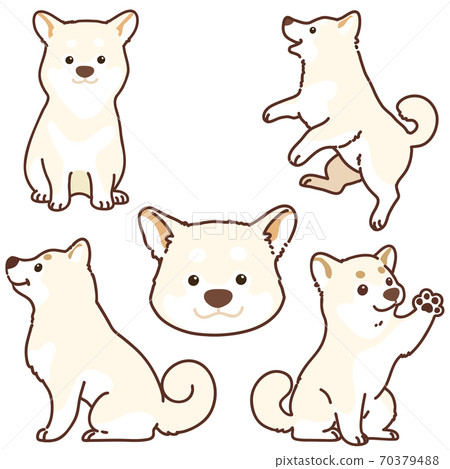 白色shiba狗的例證套以各種各樣的姿勢與主線 白色shiba狗的例證套以各種各樣的姿勢與主線 70379488