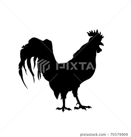 Black silhouette of rooster. Isolated cock profile. Icon of farm bird. Market logo 70379909