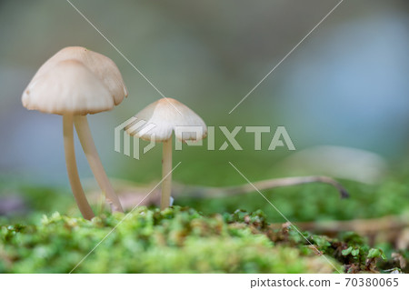 Mushrooms in the forest at the foot of Mt. Fuji 70380065