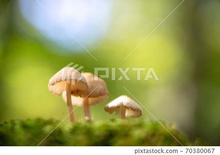 Mushrooms in the forest at the foot of Mt. Fuji 70380067