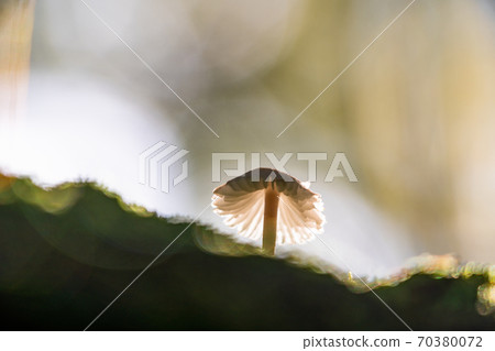 Mushrooms in the forest at the foot of Mt. Fuji 70380072