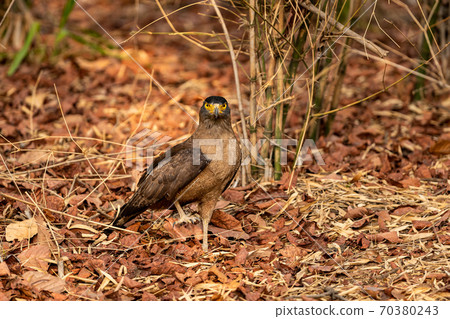 crested serpent eagle or Spilornis cheela portrait ground perched with one leg at bandhavgarh national park or tiger reserve madhya pradesh india crested serpent eagle or Spilornis cheela portrait ground perched with one leg at bandhavgarh national park or tiger reserve madhya pradesh india 70380243