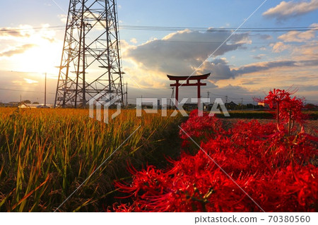 Cluster amaryllis and torii at sunset Cluster amaryllis and torii at sunset 70380560