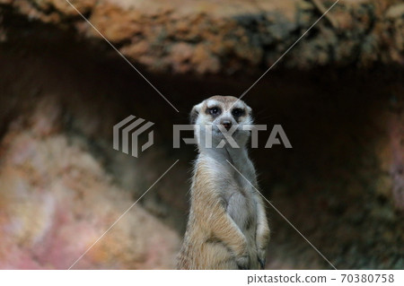 Meer cat camera view 70380758