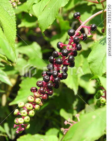 Yosha商陸水果 70381750