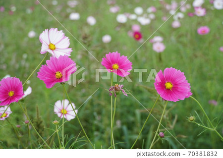 Cosmos flowers blooming in magenta in autumn in Itako City, Ibaraki Prefecture 70381832
