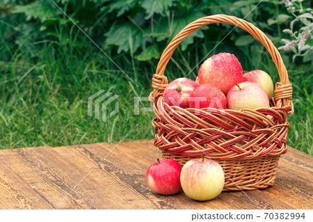 Just picked apples in a wicker basket on wooden boards with grass on background Just picked apples in a wicker basket on wooden boards with grass on background 70382994