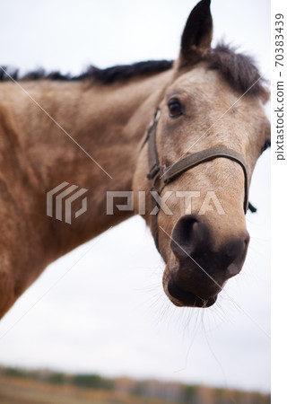 Beautiful Dun Horse Looking At Camera 70383439