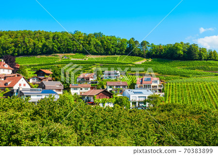 Vineyards in Spiez town, Switzerland 70383899