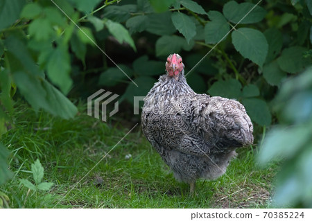 2 - Facing camera directly, both eyes of this pet bantam chicken are visible. 2 - Facing camera directly, both eyes of this pet bantam chicken are visible. 70385224