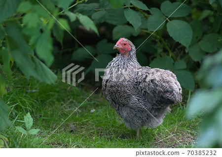 3 - three quarter profile of an intricately patterned pet chicken. 70385232