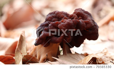 Shagima Amigasatake Shagima Amigasatake 70385330