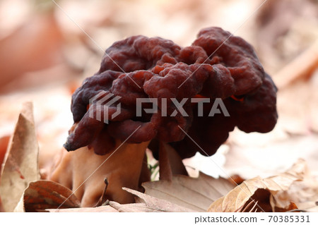 Shagima Amigasatake 70385331