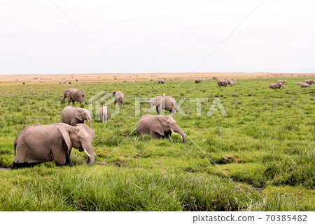 A herd of elephants eating in a swamp in Savannah, Amboseli National Park, Kenya in June A herd of elephants eating in a swamp in Savannah, Amboseli National Park, Kenya in June 70385482