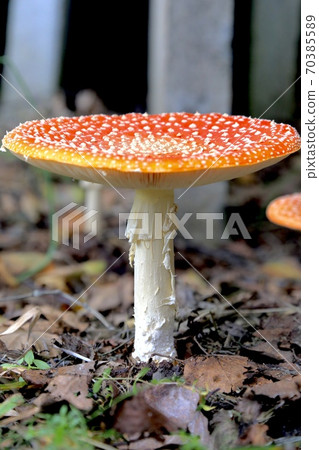 Benitetake Benitetake 70385589