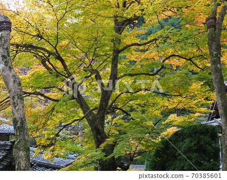 Autumn leaves of Kyoto Ohara Jurikoin 70385601