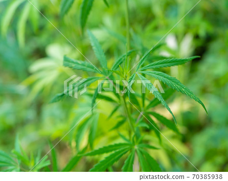 Green hemp bush in the forest. Hemp leaf close up Green hemp bush in the forest. Hemp leaf close up 70385938