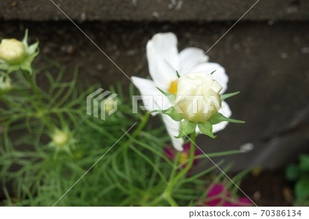 白色波斯菊芽 白色波斯菊芽 70386134