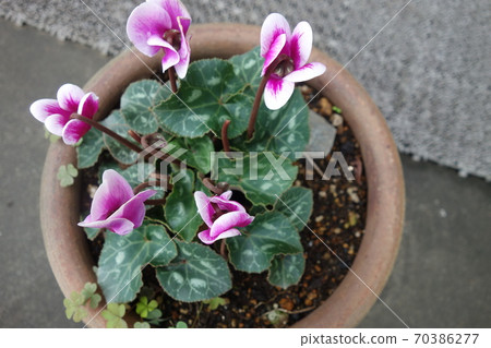 Purple cyclamen flowers in winter 70386277