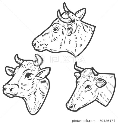 Set of cow heads on white background. Design element for logo, label, emblem, sign. Set of cow heads on white background. Design element for logo, label, emblem, sign. 70386471