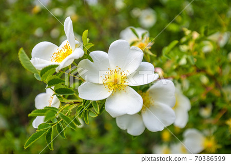A wild rose (Rosa canina), white flowers at a close up view. 70386599