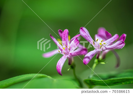 Flowers of Lonicera tatarica, also known as Tatarian honeysuckle 70386615