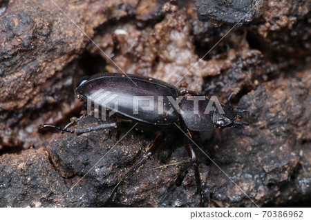 October Nokogiri Kuwagata (female) October Nokogiri Kuwagata (female) 70386962