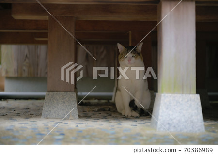 一隻貓在雨中 70386989