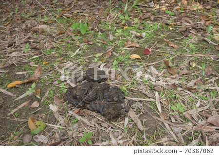 Soft And Juicy Pile Of Poop Among The Clover On Soft And Juicy Pile Of Poop Among The Clover On 70387062
