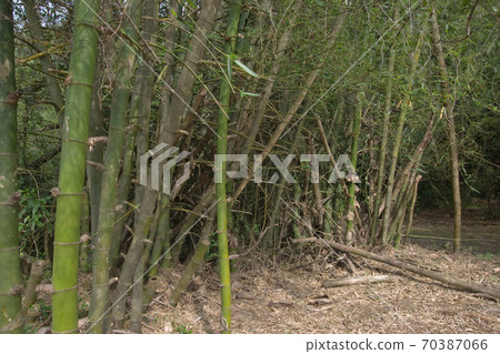 6 May 2007 the Sai Kung West Country Park at hk 6 May 2007 the Sai Kung West Country Park at hk 70387066