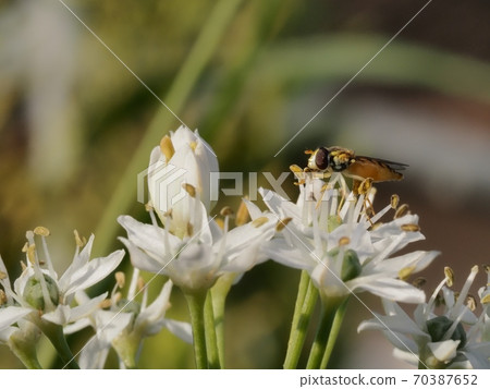 Minamihimehirataab that perches on flower leeks and eats pollen Minamihimehirataab that perches on flower leeks and eats pollen 70387652