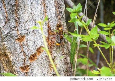 Bee sucking sap 70387656