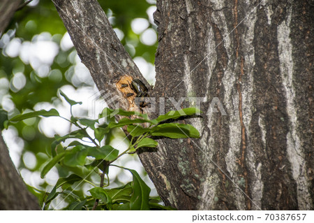 Canaven sucking sap 70387657