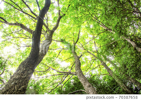 Fresh green of the forest Fresh green of the forest 70387658